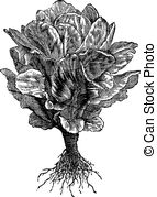 Or Cos Lettuce  Lactuca Sativa  Vintage Engraving Stock Illustrations