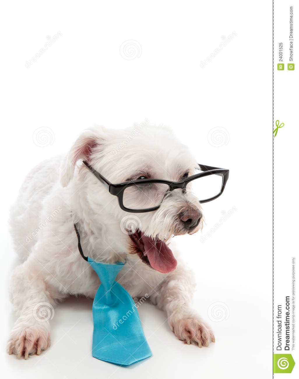 Smart Dog Surprised Royalty Free Stock Photo   Image  24001525