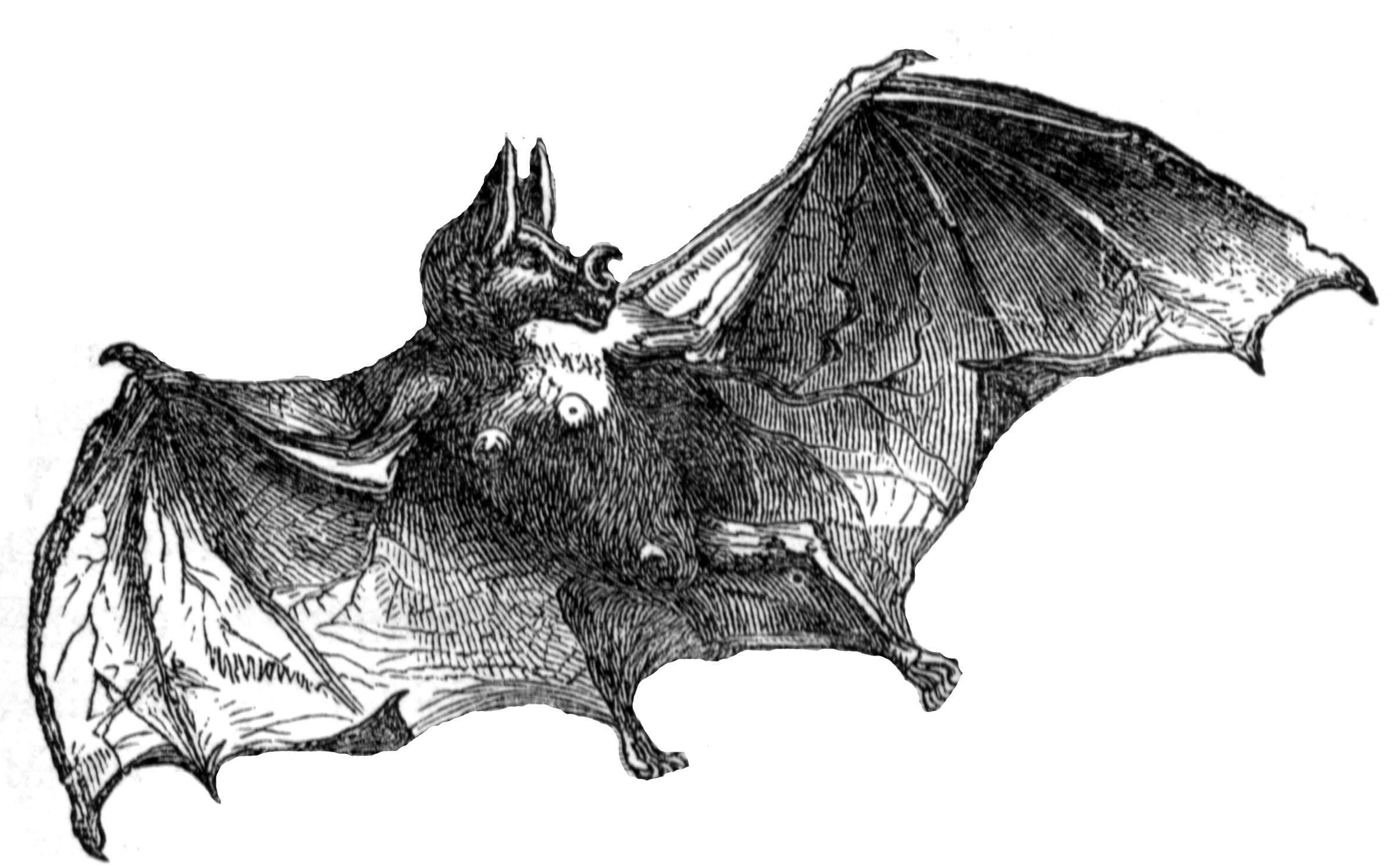 Vampire Bat   Clipart Etc