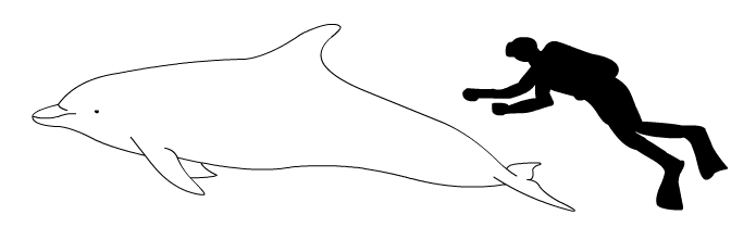 Bottlenose Dolphin Drawing Bottlenose Dolphin Size Png