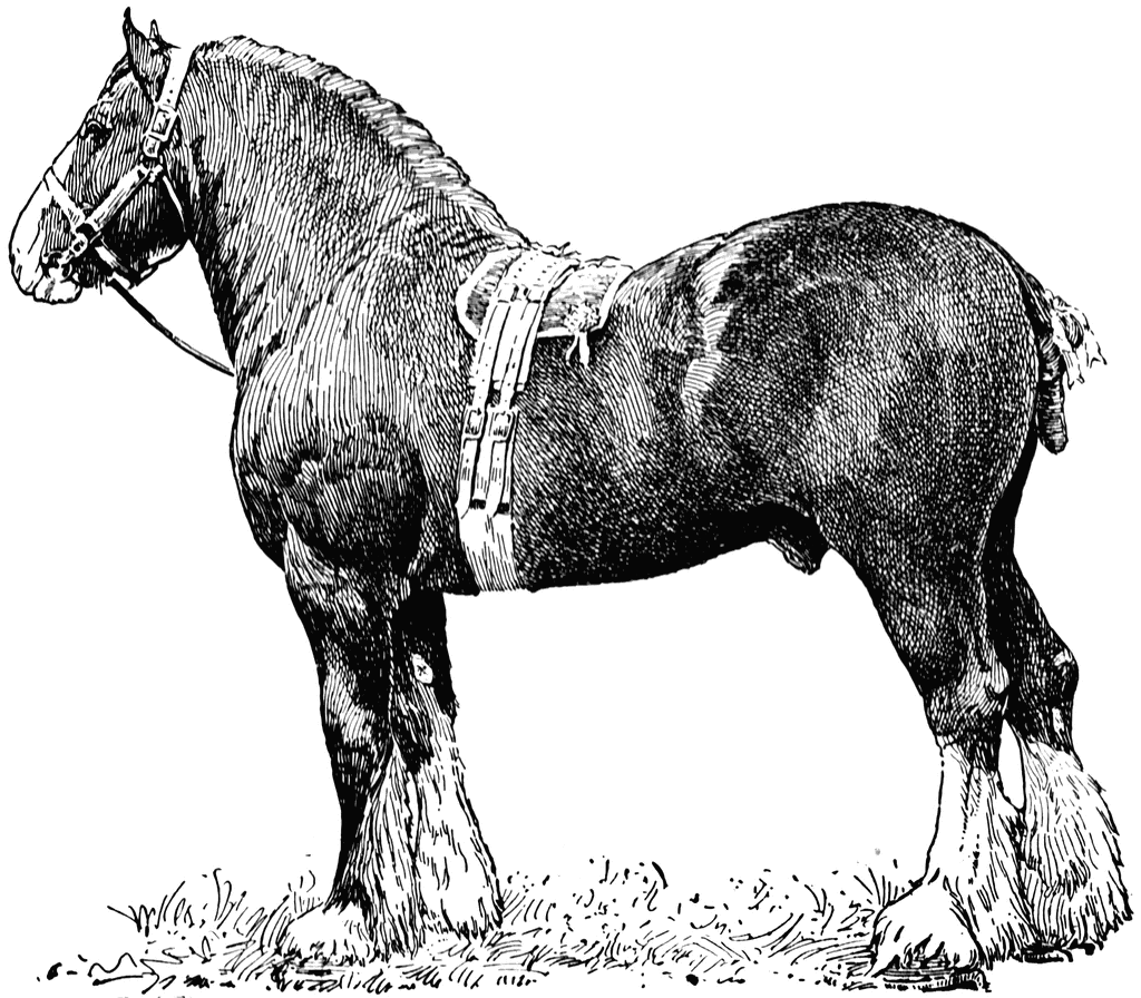 Draft Horse   Clipart Etc