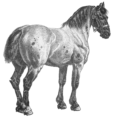 Free Draft Horse Clipart 1 Page Of Public Domain Clip Art