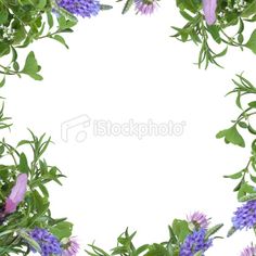 Herb Flower Border Royalty Free Stock Photo From Istock Photo More