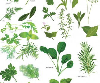 Herbal Clipart Quotes