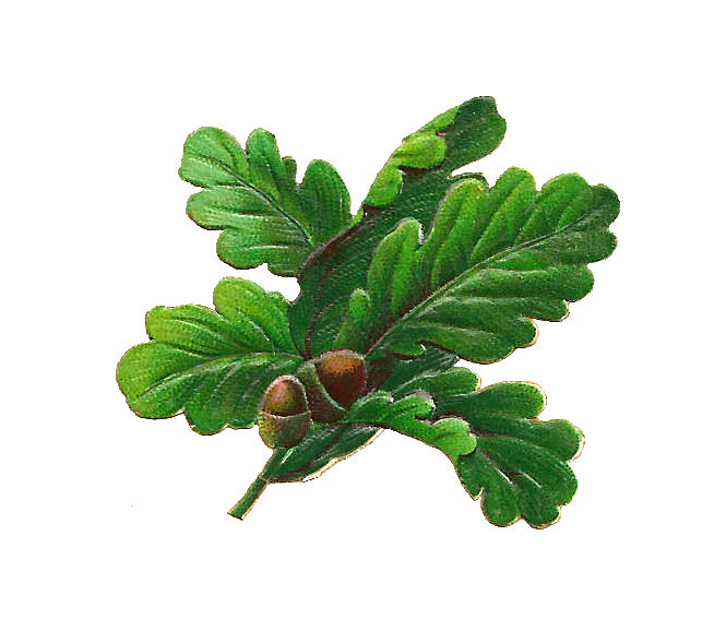 Images  Free Botanical Graphic  Oak Leaves And Acorns Digital Scrap