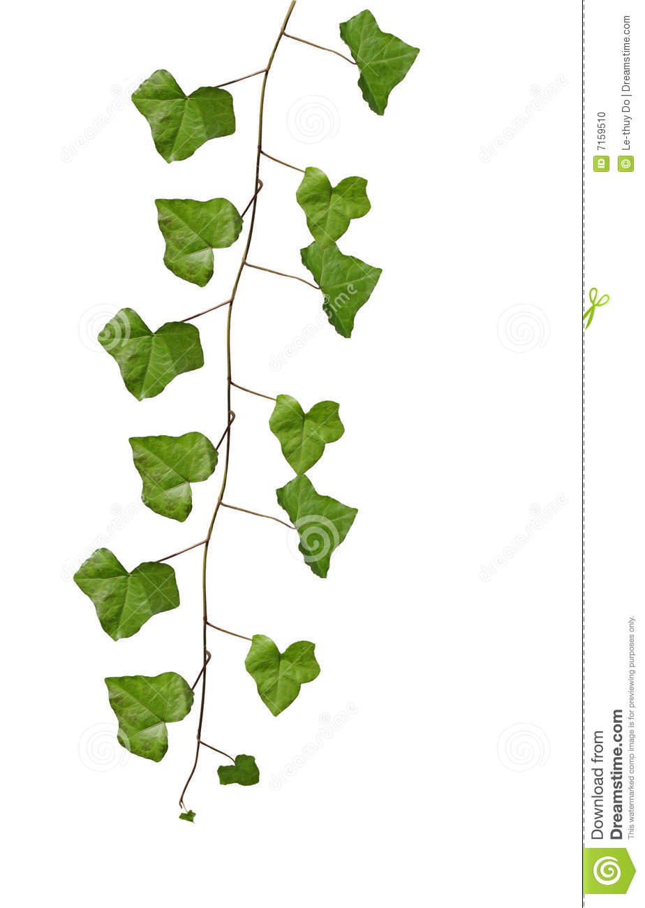 Ivy Vine Clip Art Ivy Leaves On Vine Isolated On