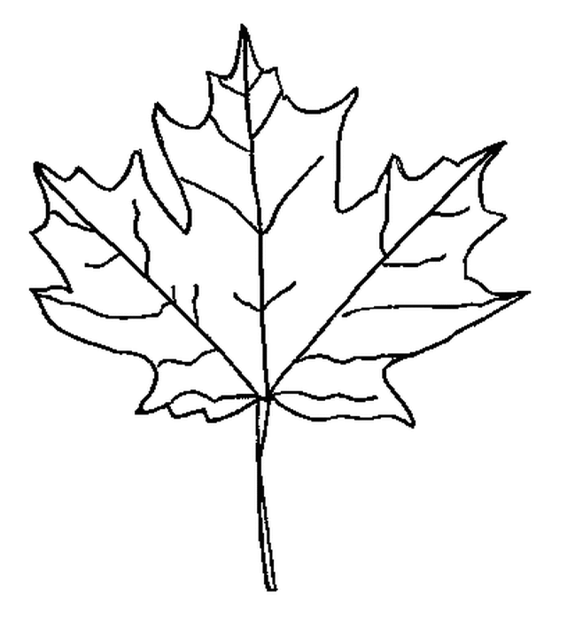 Maple Leaf Outline Clip Art