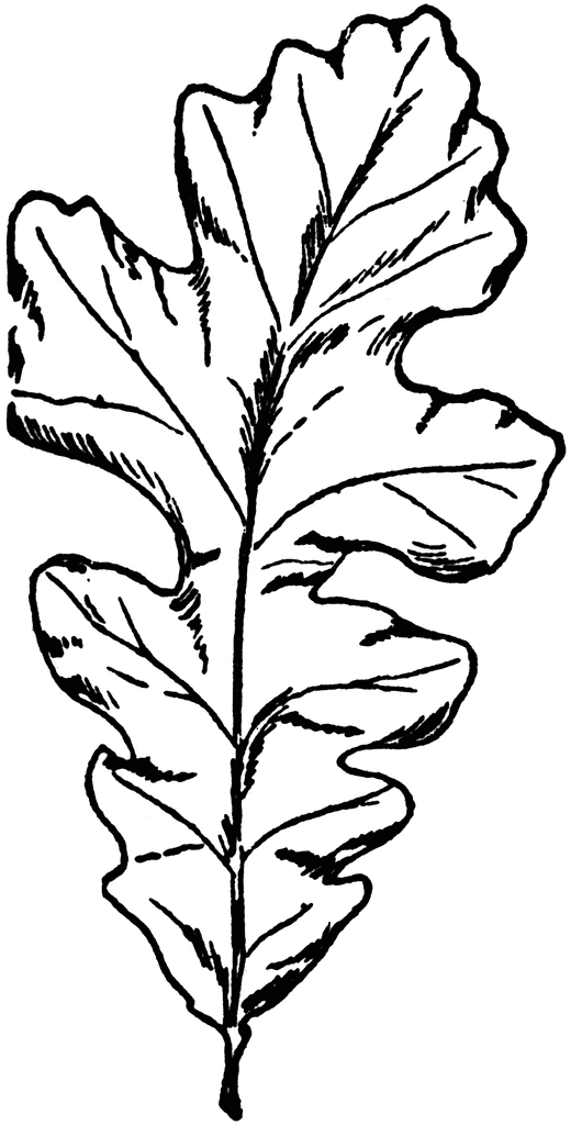 Mossy Cup Oak Leaf   Clipart Etc