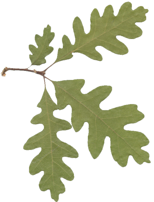 Picture Of Oak Leaves   Clipart Best