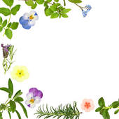 Pictures Of Herb Flower And Leaf Border K2213178   Search Stock Photos