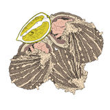 Sea Food   Opened Oysters With Lemon  Hand Drawn Colorful   Royalty    