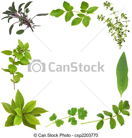 Stock Photo   Herb Leaf Abstract Border   Stock Image Images Royalty