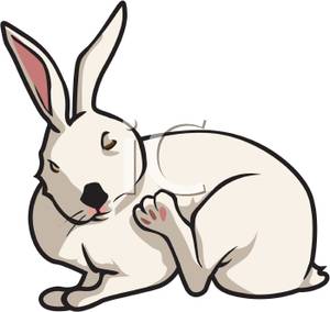 White Rabbit Scractching His Face With His Foot   Royalty Free Clipart    