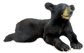 Black Bear Cub Resting