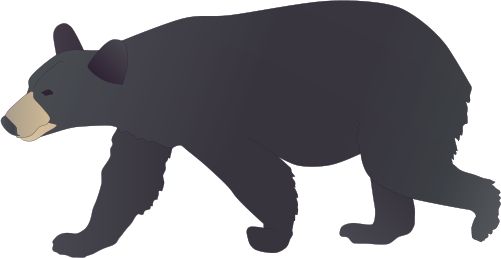 Black Bear  Illustration Of Ursus Americanus  American Black Bear