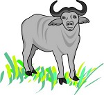 Buffalo Clipart And Graphics