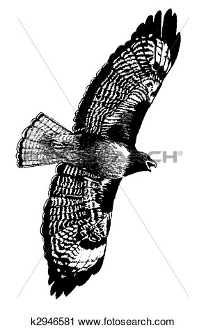 Clipart   Red Tailed Hawk  Fotosearch   Search Clip Art Illustration