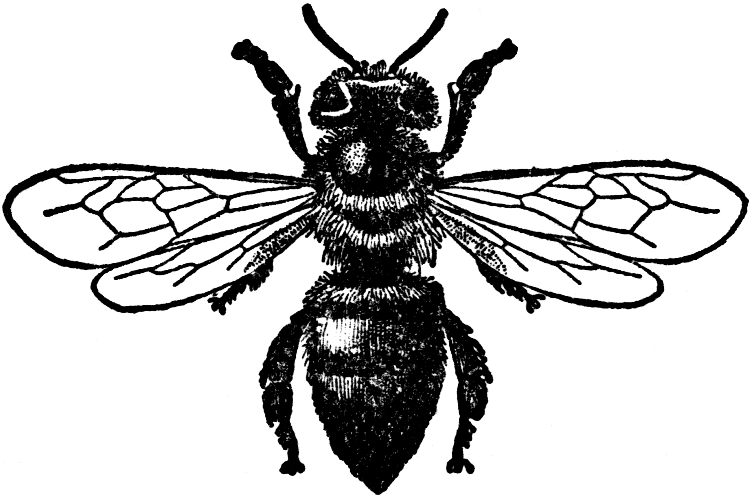 Honey Bee  Worker    Clipart Etc
