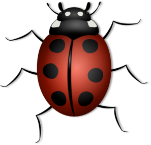 Lady Bug Clip Art At Clker Com   Vector Clip Art Online Royalty Free