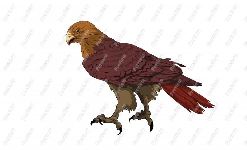 Red Tailed Hawk Character Clip Art   Royalty Free Clipart   Vector