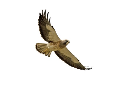 Red Tailed Hawk Clipart   Clipart Panda   Free Clipart Images