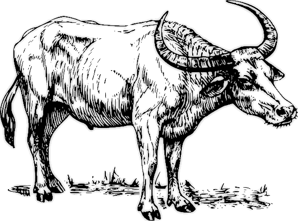 Search Terms Buffalo Bw Coloring Page Water Buffalo Search Terms