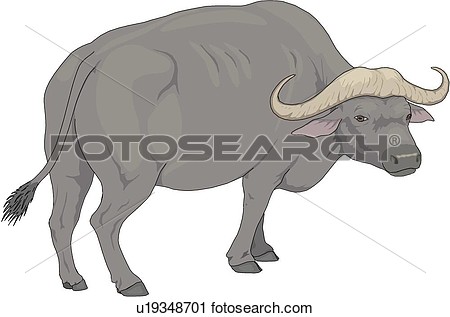 Water Buffalo View Large Clip Art Graphic