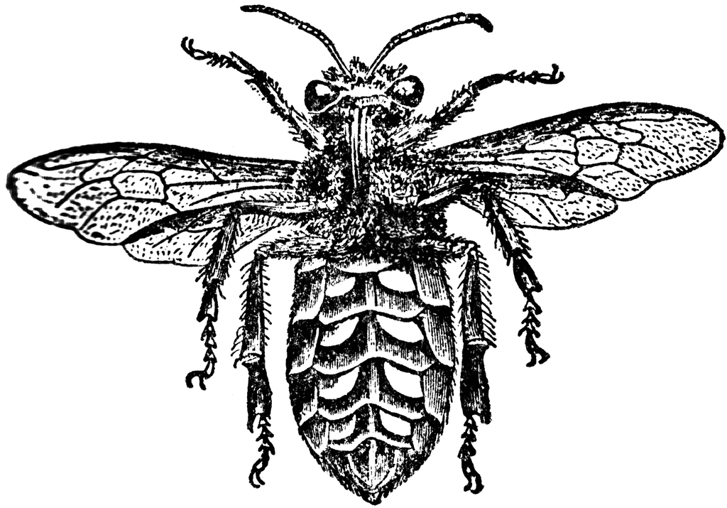 Worker Bee   Clipart Etc