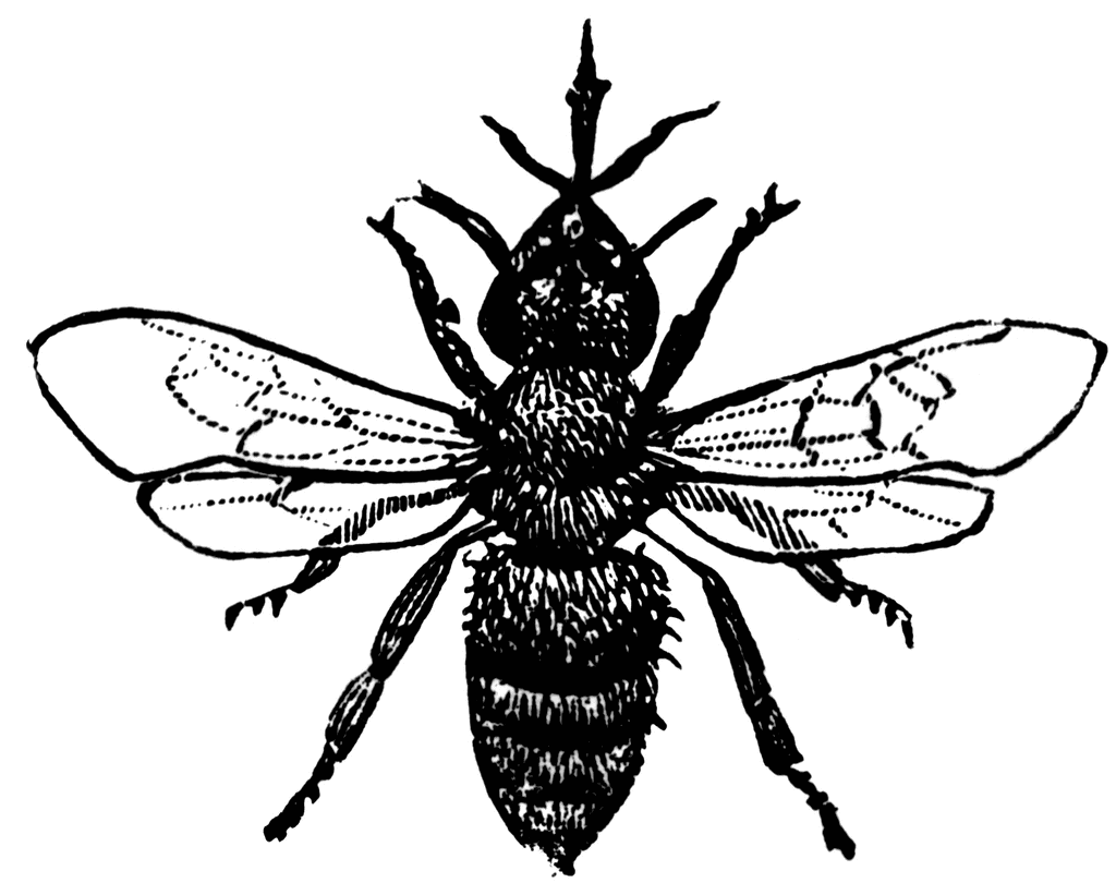 Worker Bee   Clipart Etc