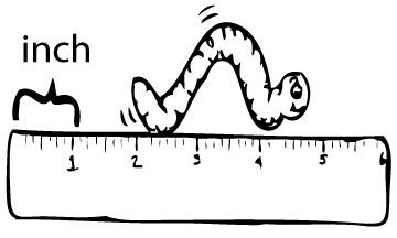 Worm On Ruler Clip Art Gallery Picture