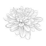 Drawing Of Dahlia Flower On Grunge Element For Your Design Engraving