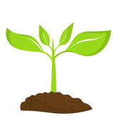 Plant Root Stock Illustrations   Gograph