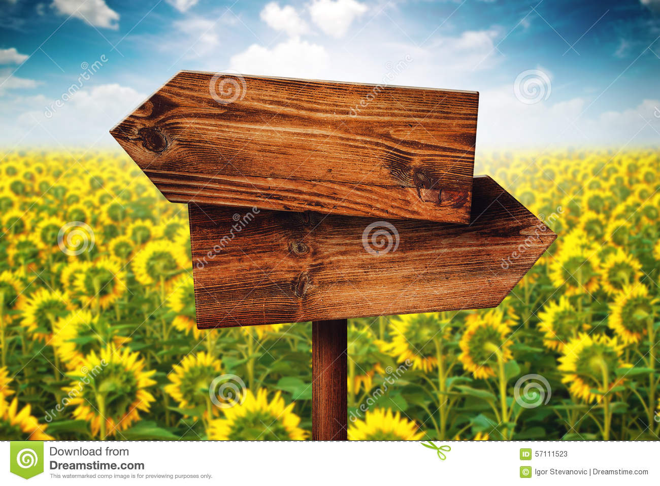 Stock Photo  Blank Rustic Opposite Direction Wooden Sign In Sunflower