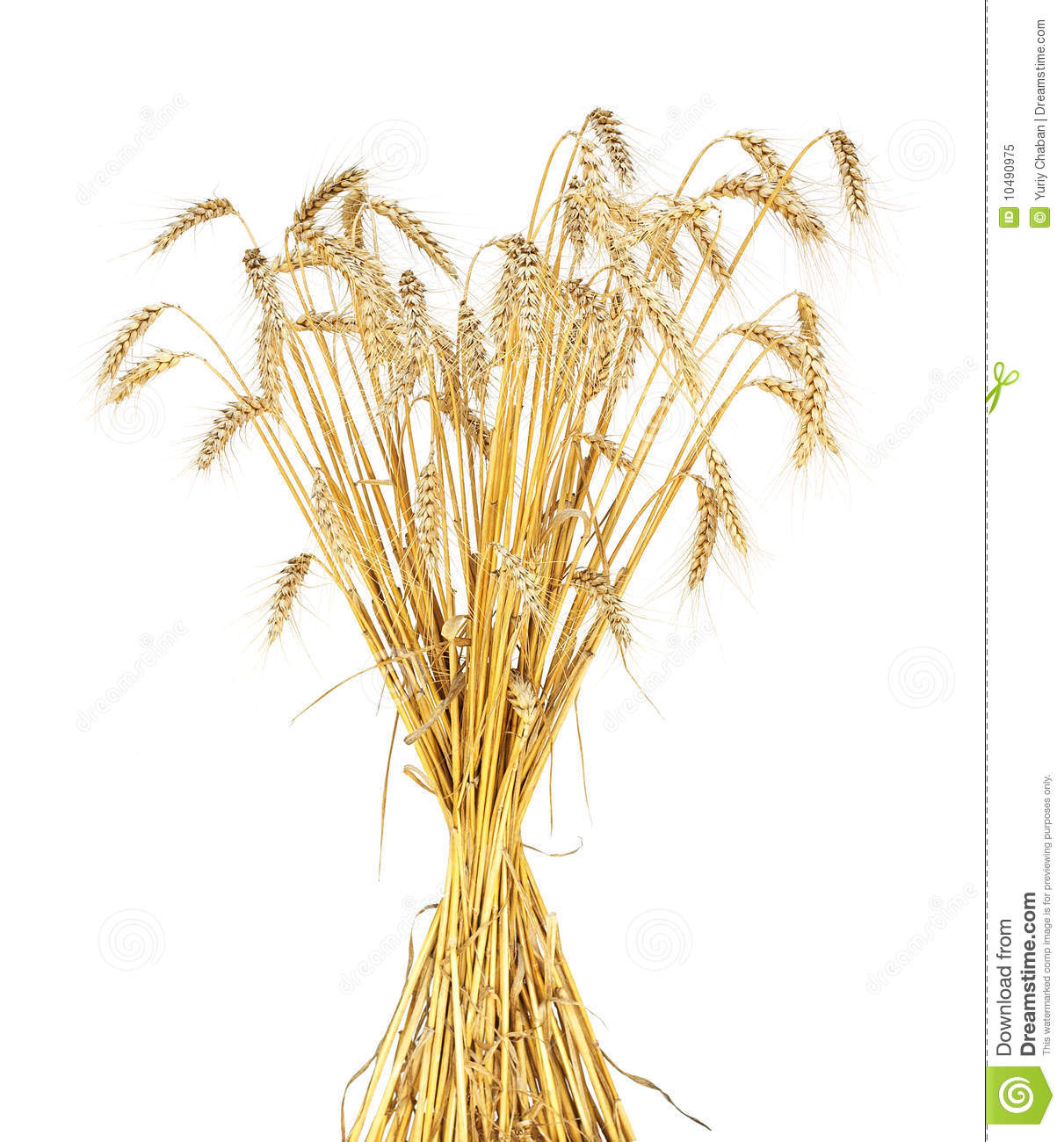 Wheat Sheaf Royalty Free Stock Photo   Image  10490975