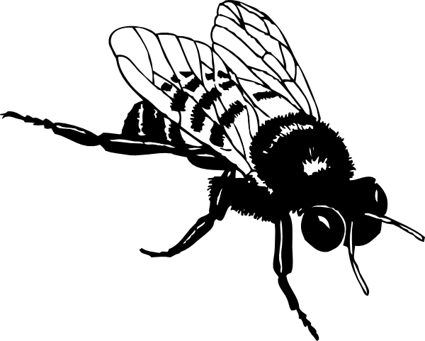 Bumble Bee Clip Art At Clker Com   Vector Clip Art Online Royalty