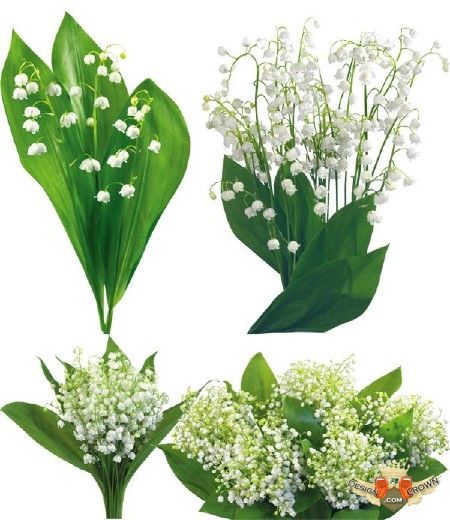Flower Spring Clipart For Adobe Photoshop With White Lilies And    