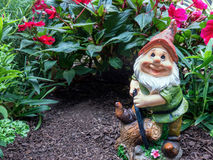 Gnome Flowers Stock Photos   Images
