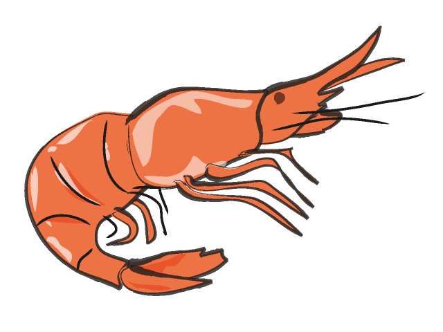 05 Prawn   Shrimp   Royalty Free Graphics   For Designers   Stock