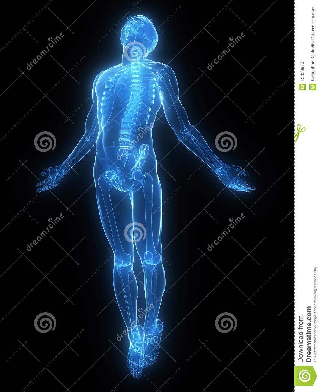 3d Rendered X Ray Illustration Of A Male Body With Organs
