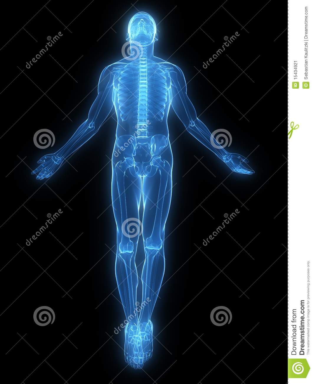 3d Rendered X Ray Illustration Of A Transparent Male Skeleton