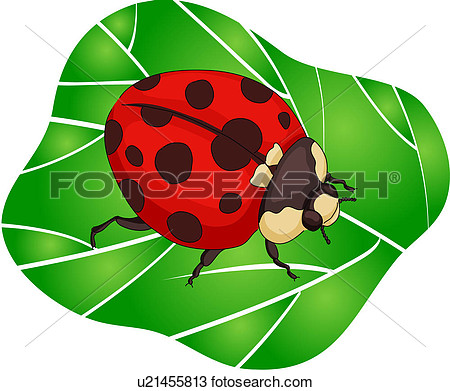 Anthropods Insect Arthropod Leaf Ladybug Anthropoda Animal View
