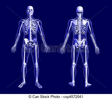 Clipart De Radiograf A Esqueleto Azul   3d Render Radiograf A