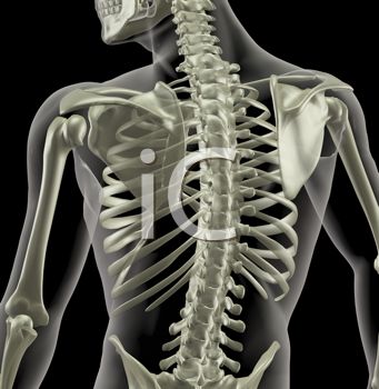 Clipart Image X Ray Of The Spine In Human Body