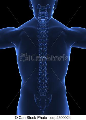 Drawing Of Body X Ray View   Human Body With Visible Spine   Back View    