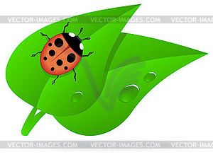 Ladybug On Green Leaf   Vector Clipart