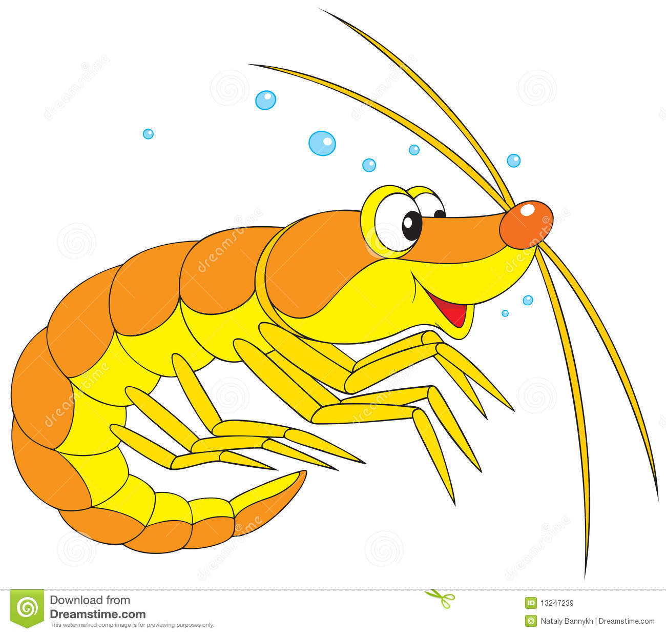 Shrimp Royalty Free Stock Images   Image  13247239