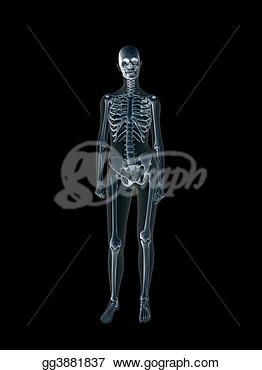 Xray X Ray Of The Human Female Body   Clipart Illustrations Gg3881837