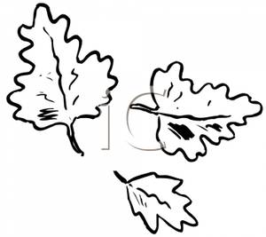 Black And White Autumn Oak Leaves   Royalty Free Clipart Picture