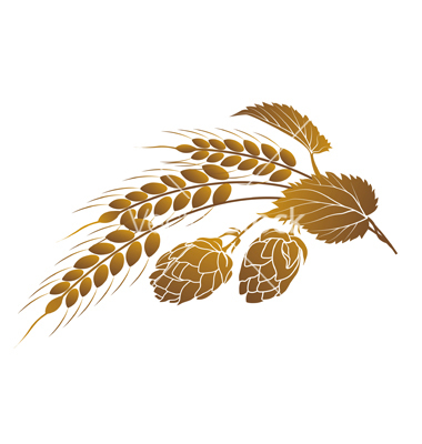 Hops And Wheat Vector Art   Download White Background Vectors   614101