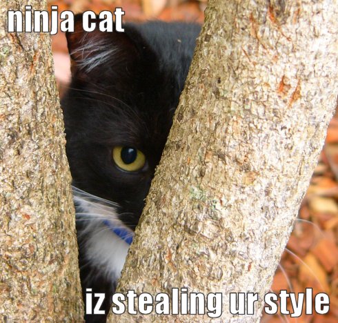 Ninja Cat Has To Be The Most Awesomest Kitty Out There Right Now  And    